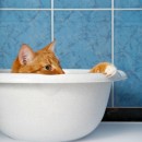 bathing cat photoshop contest